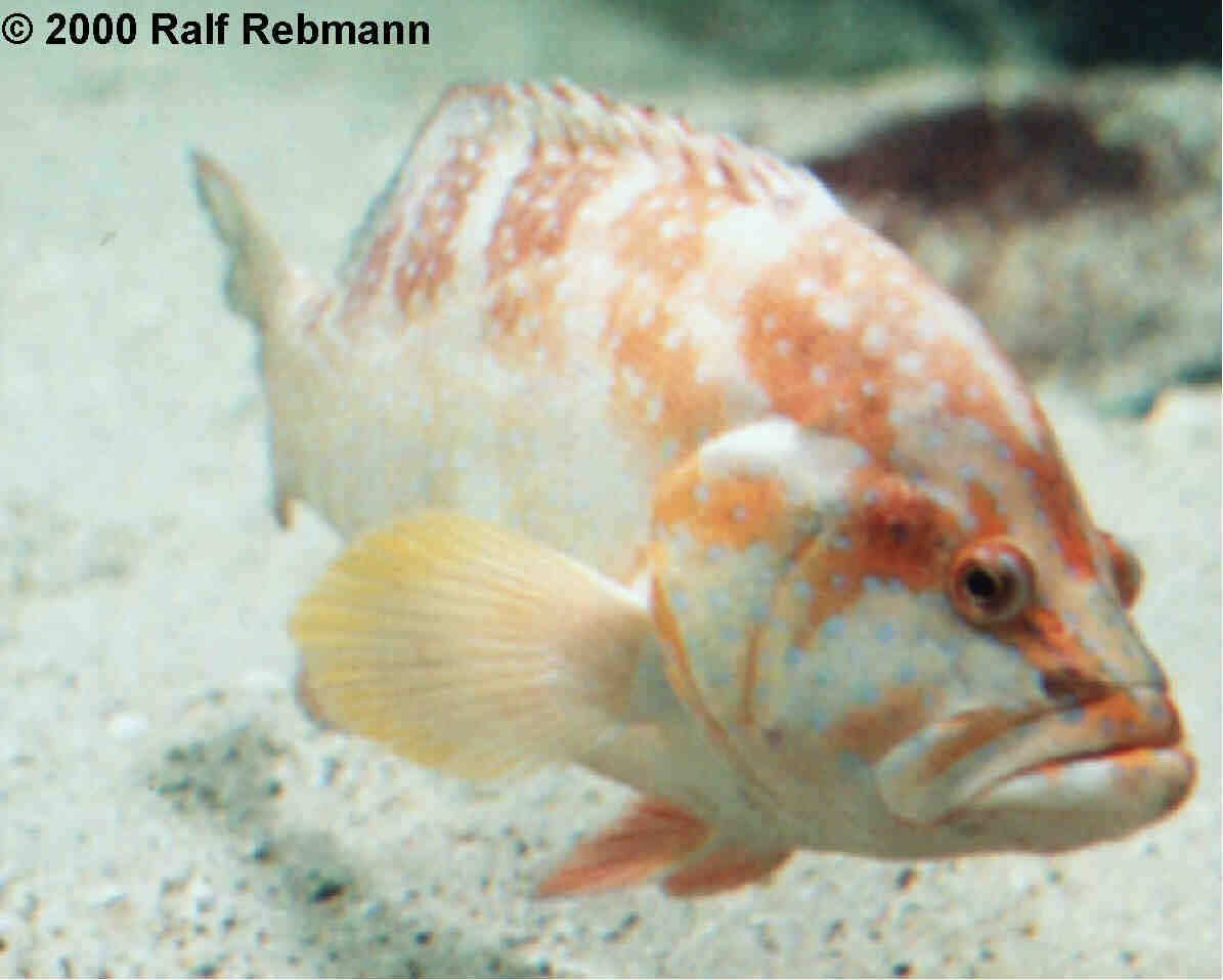 Cephalopholis miniatus Bild02